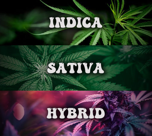 Delta 8 Sativa vs. Indica vs. Hybrid Strains: What's the Difference?