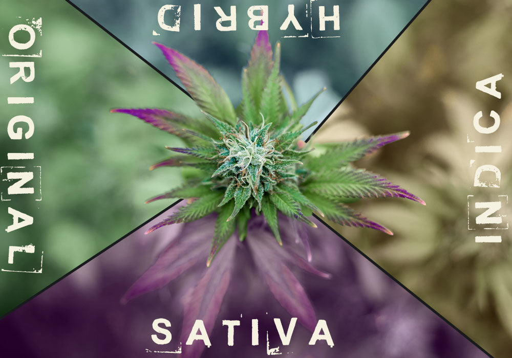 Know Your Strains! Indica, Sativa vs Sour Diesel, Blue Dream, or OG Kush