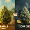 Pineapple Express vs Sour Diesel: Which Strain Reigns Supreme?