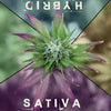 Know Your Strains! Indica, Sativa vs Sour Diesel, Blue Dream, or OG Kush