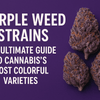 Purple Weed Strains