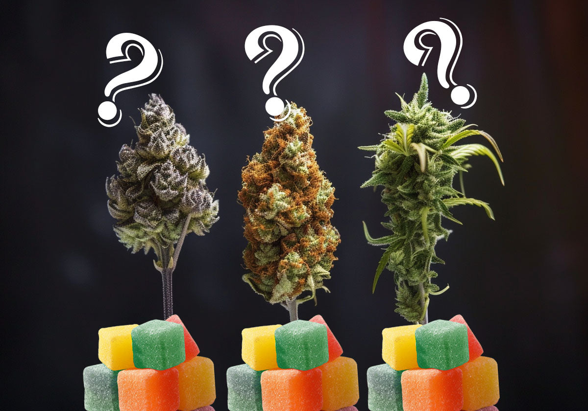 Are THC Gummies Indica or Sativa?