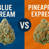 Blue Dream vs Pineapple Express: Which Strain Reigns Supreme?