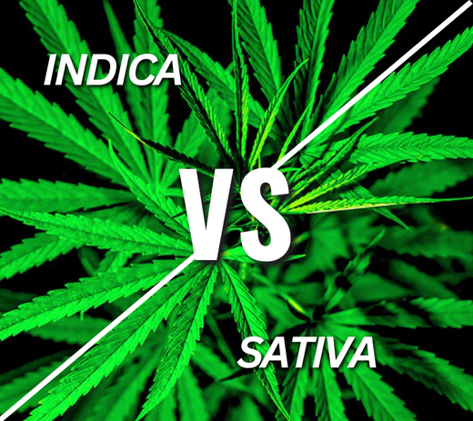 What's the difference between Indica and Sativa?