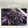 Cannabis Hybrid Strains