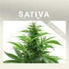 Cannabis Sativa Strains