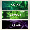 Cannabis Strains: Indica, Sativa & Hybrid